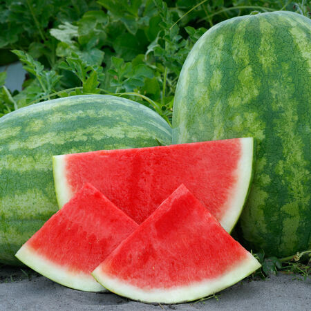 Secretariat, (F1) Watermelon Seeds - Packet image number null